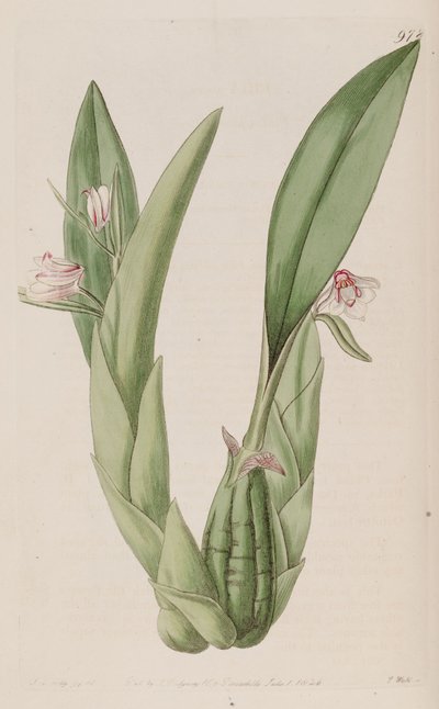 Illustration of Eria rosea by John Lindley